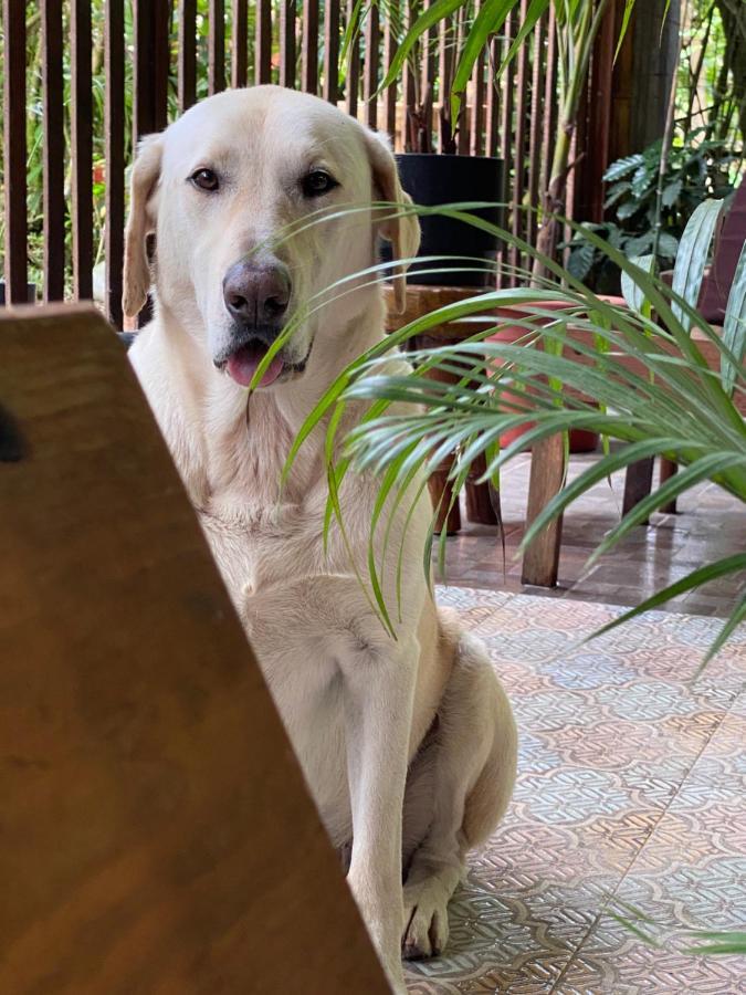 Cinnamon House Mindo Bagian luar foto